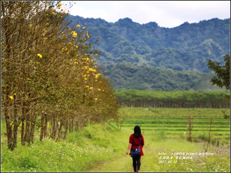 黃花風鈴木(富源國中旁)-2017-03-01.jpg