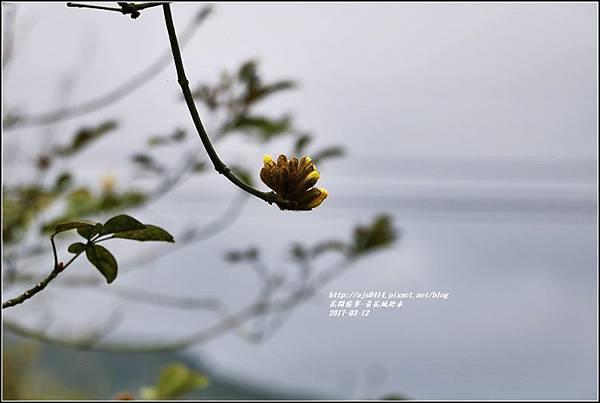 黃花風鈴木(富源國中旁)-2017-03-07.jpg