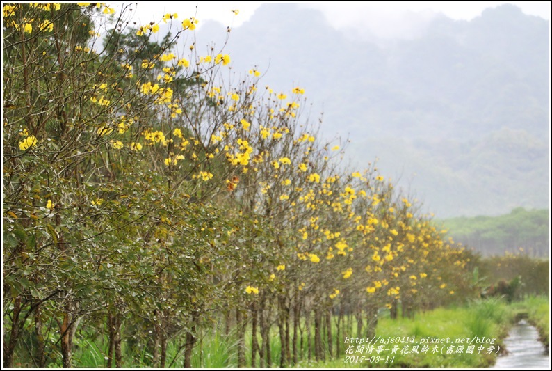 黃花風鈴木(富源國中旁)-2017-03-21.jpg