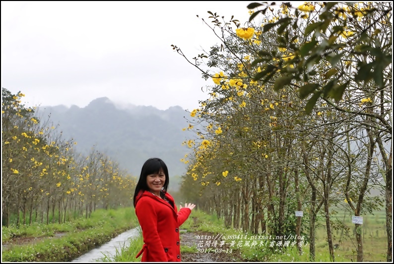 黃花風鈴木(富源國中旁)-2017-03-24.jpg