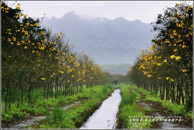 黃花風鈴木(富源國中旁)-2017-03-28.jpg