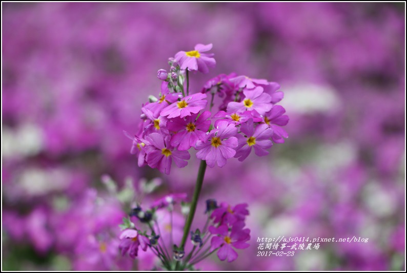 武陵農場報春花-2017-02-02.jpg