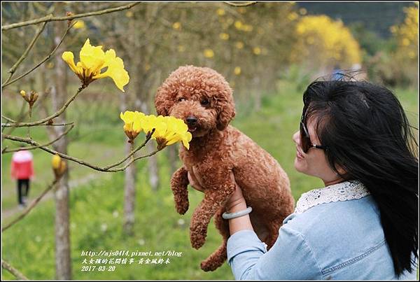 黃花風鈴木(富源國中旁)-2017-03-38.jpg