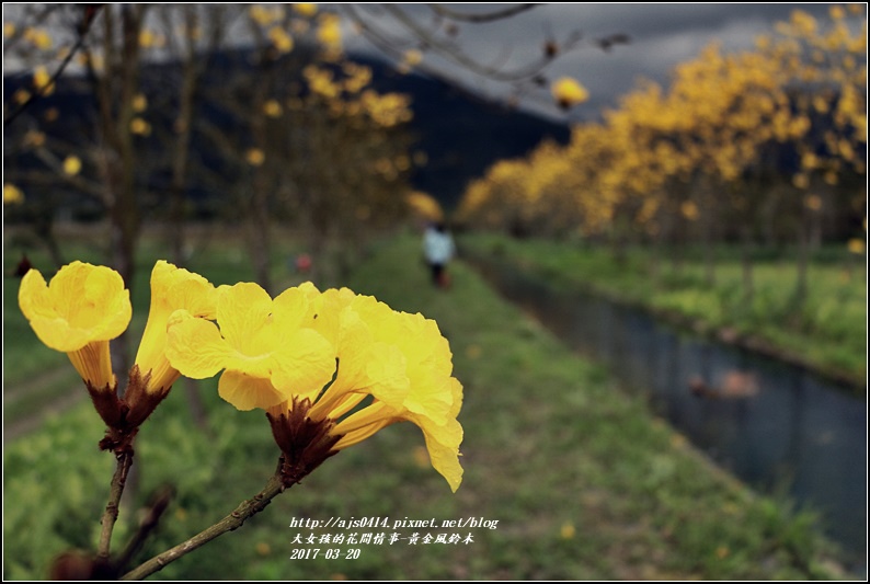 黃花風鈴木(富源國中旁)-2017-03-39.jpg