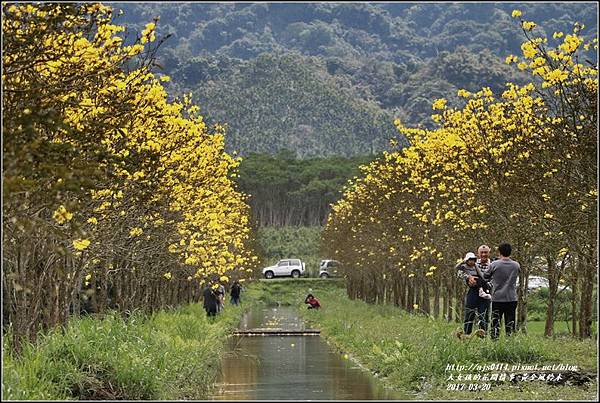 黃花風鈴木(富源國中旁)-2017-03-47.jpg