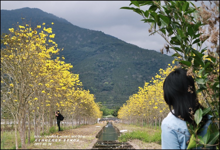 黃花風鈴木(富源國中旁)-2017-03-52.jpg