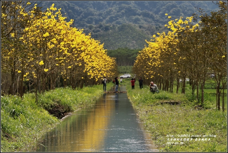 黃花風鈴木(富源國中旁)-2017-03-54.jpg