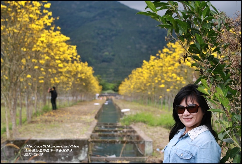 黃花風鈴木(富源國中旁)-2017-03-53.jpg