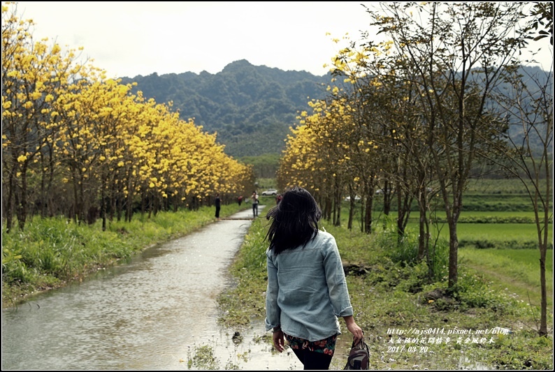 黃花風鈴木(富源國中旁)-2017-03-55.jpg