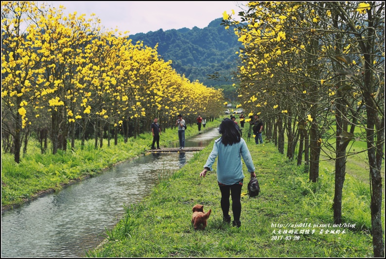 黃花風鈴木(富源國中旁)-2017-03-56.jpg