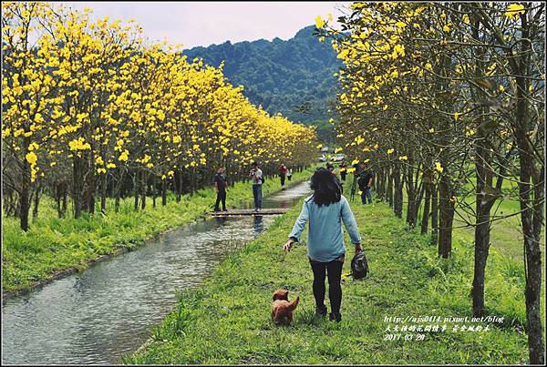 黃花風鈴木(富源國中旁)-2017-03-56.jpg