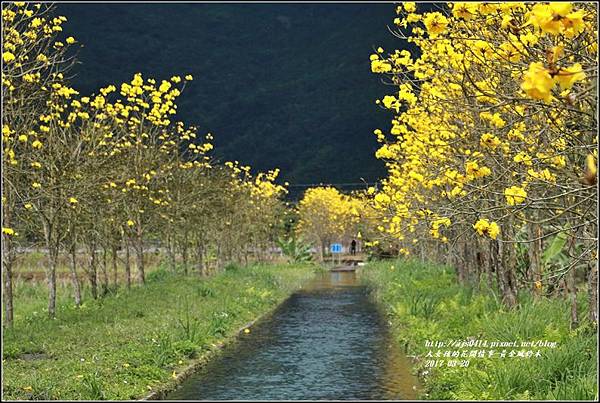 黃花風鈴木(富源國中旁)-2017-03-58.jpg