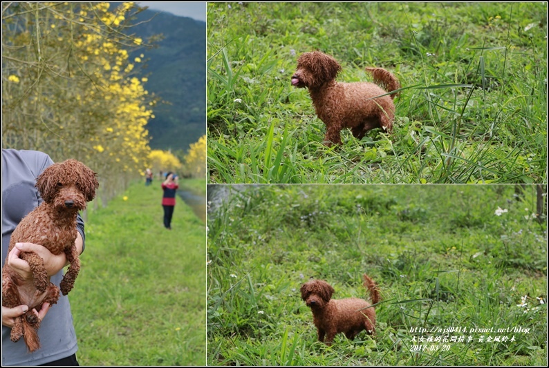 黃花風鈴木(富源國中旁)-2017-03-60.jpg