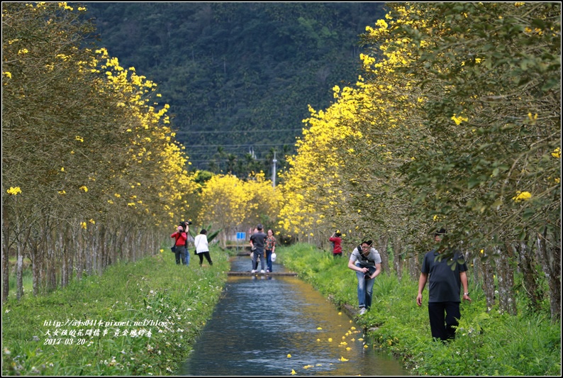 黃花風鈴木(富源國中旁)-2017-03-62.jpg