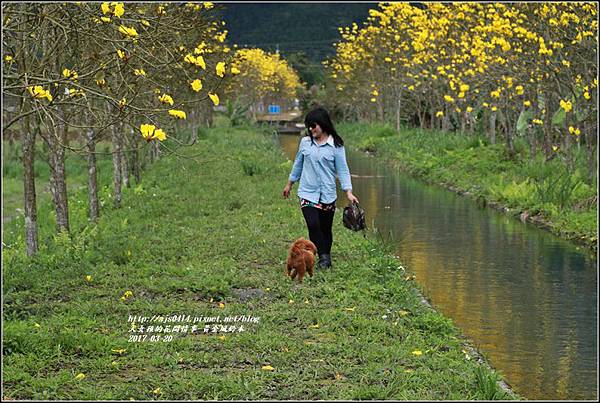 黃花風鈴木(富源國中旁)-2017-03-66.jpg