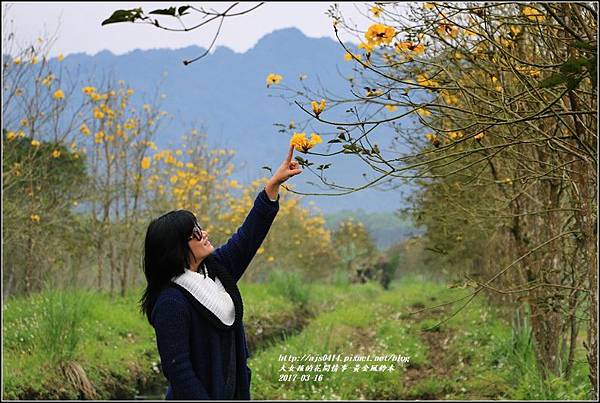 黃花風鈴木(富源國中旁)-2017-03-70.jpg