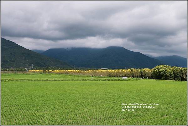 黃花風鈴木(富源國中旁)-2017-03-30.jpg