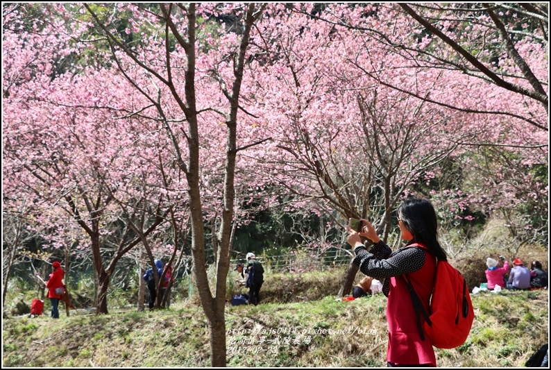 武陵農場巡櫻-2017-02-128.jpg