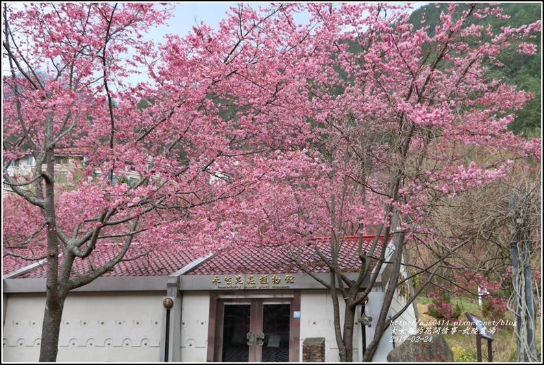 武陵農場巡櫻-2017-02-178.jpg 武陵農場巡櫻-2017-02-178.jpg