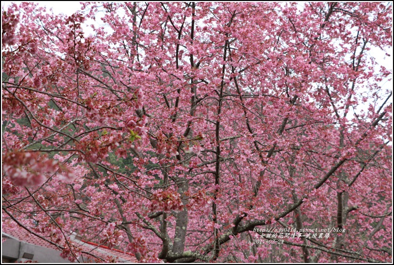 武陵農場巡櫻-2017-02-181.jpg 武陵農場巡櫻-2017-02-181.jpg