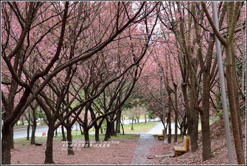 武陵農場巡櫻-2017-02-182.jpg 武陵農場巡櫻-2017-02-182.jpg
