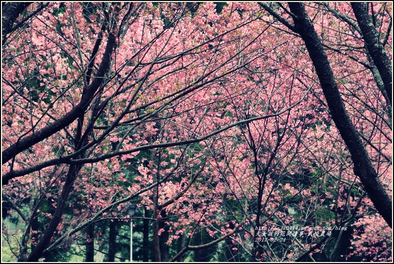 武陵農場巡櫻-2017-02-183.jpg 武陵農場巡櫻-2017-02-183.jpg