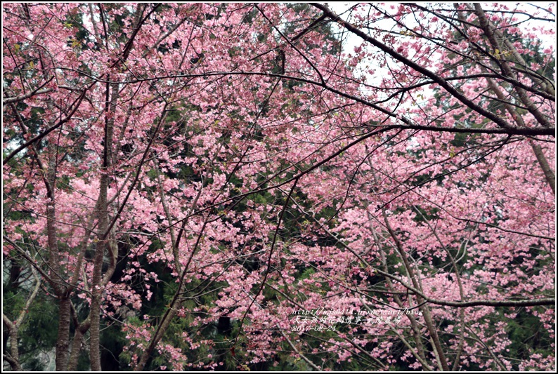 武陵農場巡櫻-2017-02-184.jpg 武陵農場巡櫻-2017-02-184.jpg