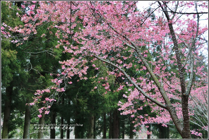 武陵農場巡櫻-2017-02-185.jpg 武陵農場巡櫻-2017-02-185.jpg
