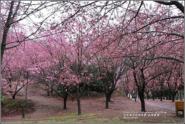 武陵農場巡櫻-2017-02-186.jpg