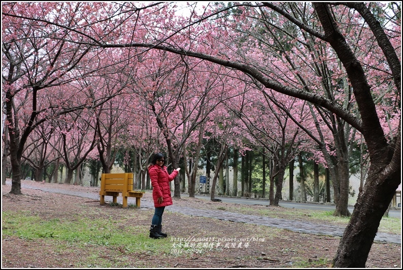 武陵農場巡櫻-2017-02-187.jpg