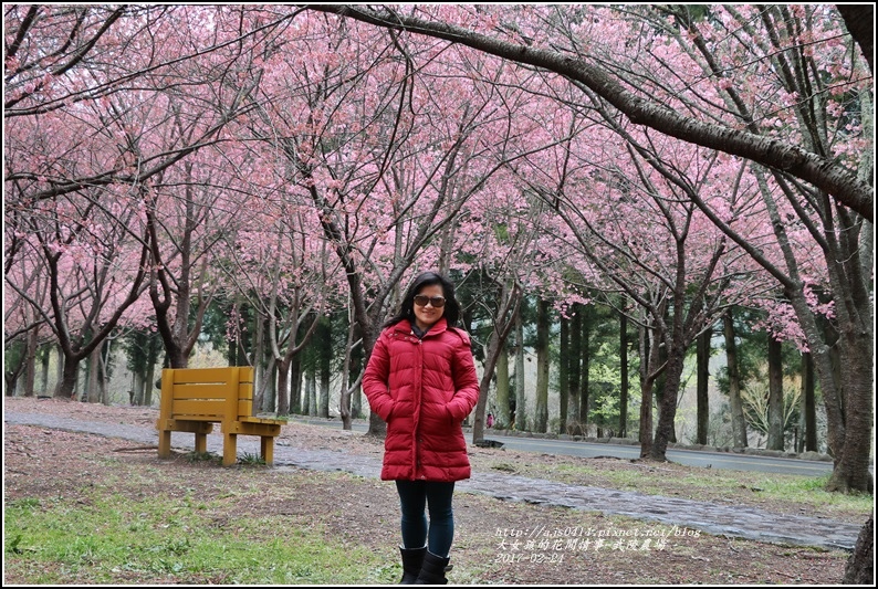 武陵農場巡櫻-2017-02-188.jpg 武陵農場巡櫻-2017-02-188.jpg