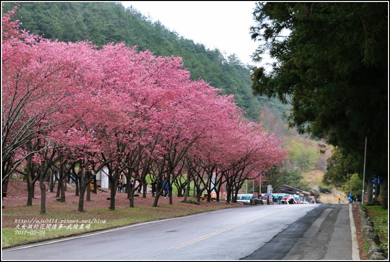 武陵農場巡櫻-2017-02-189.jpg 武陵農場巡櫻-2017-02-189.jpg