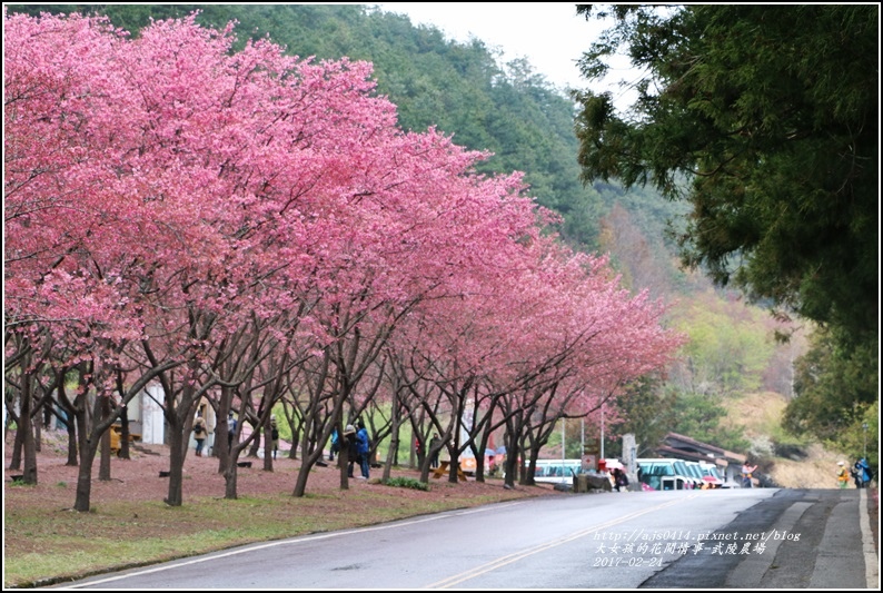 武陵農場巡櫻-2017-02-190.jpg 武陵農場巡櫻-2017-02-190.jpg