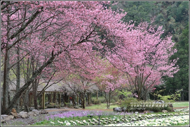 武陵農場巡櫻-2017-02-191.jpg 武陵農場巡櫻-2017-02-191.jpg