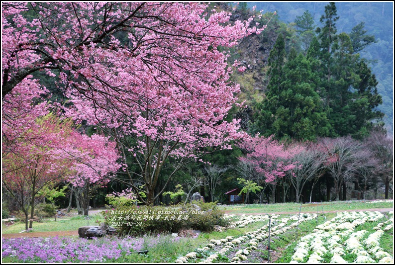武陵農場巡櫻-2017-02-192.jpg 武陵農場巡櫻-2017-02-192.jpg