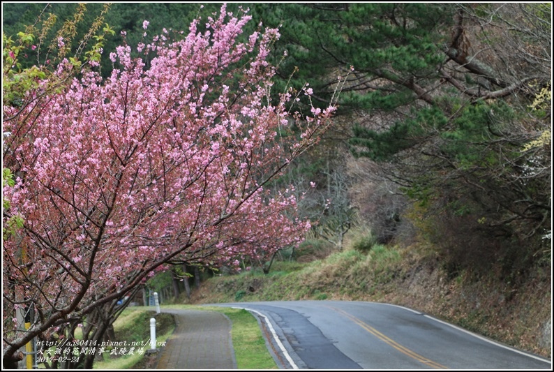 武陵農場巡櫻-2017-02-193.jpg 武陵農場巡櫻-2017-02-193.jpg
