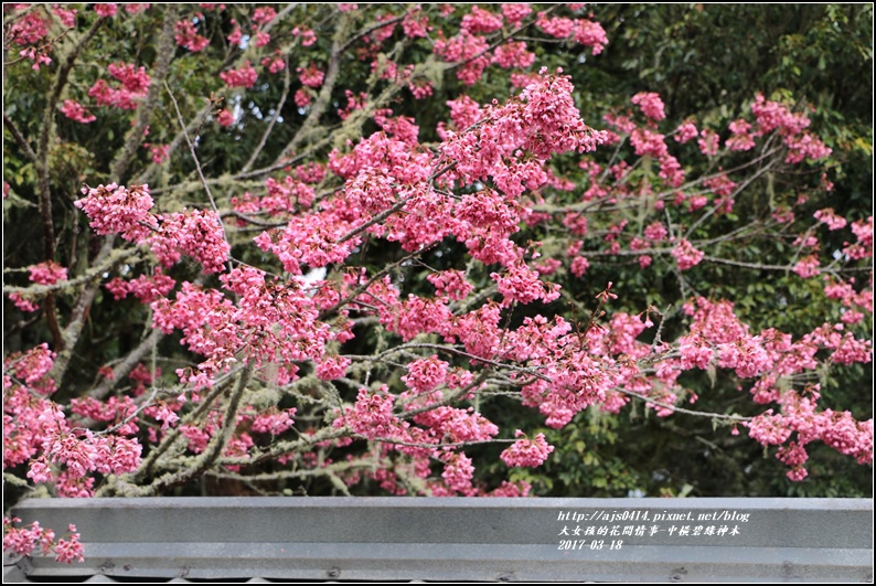 中橫碧綠神木-2017-03-17.jpg