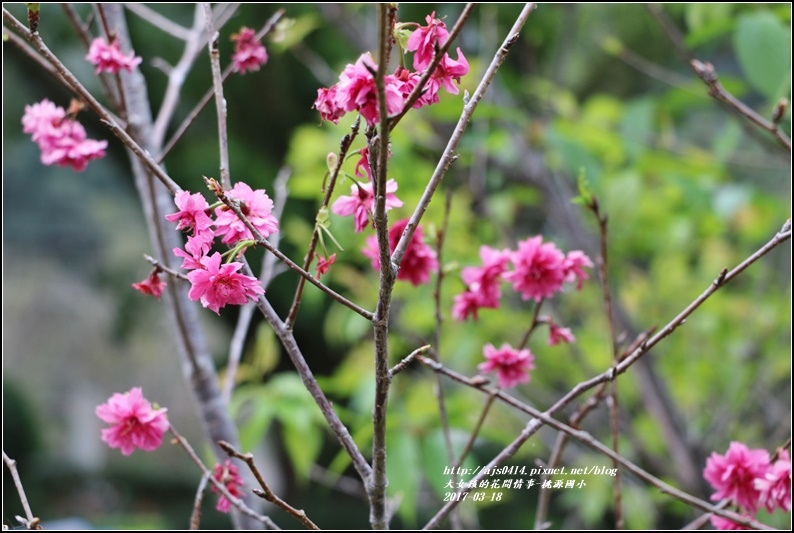 南投桃源國小-2017-03-08.jpg