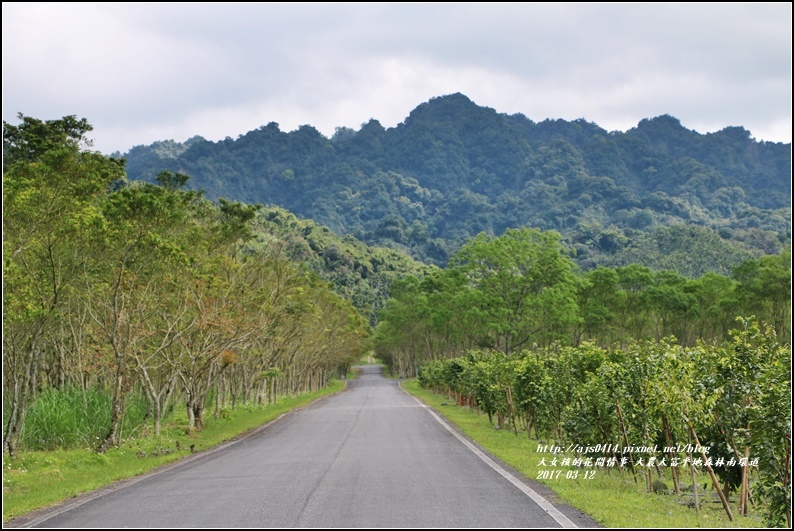 大農大富平地森林南環道-2017-03-21.jpg 大農大富平地森林南環道-2017-03-21.jpg
