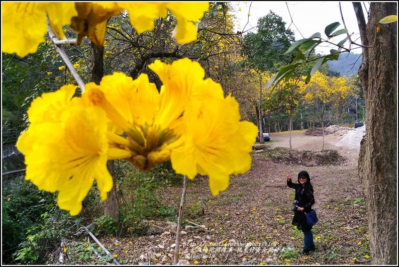 桃米村黃金風鈴木-2017-03-16.jpg 桃米村黃金風鈴木-2017-03-16.jpg