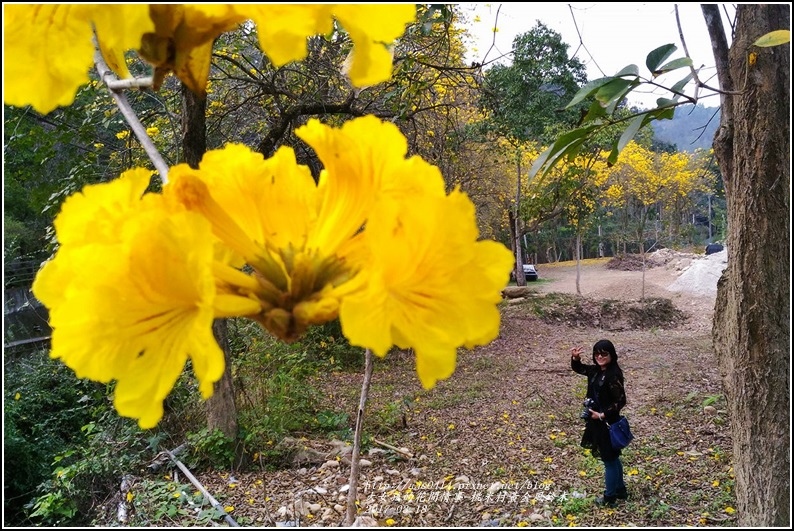 桃米村黃金風鈴木-2017-03-16.jpg