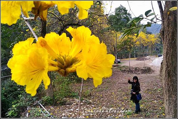 桃米村黃金風鈴木-2017-03-16.jpg