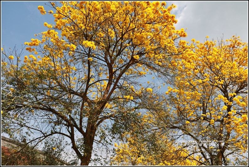 暨南國際大學-2017-03-34.jpg 暨南國際大學-2017-03-34.jpg