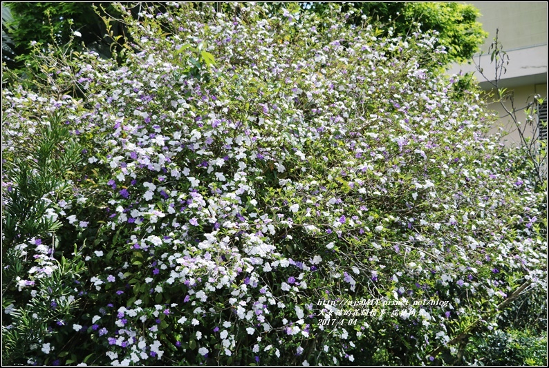 五彩苿莉-2017-04-13.jpg 五彩苿莉-2017-04-13.jpg