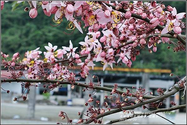 花旗木(桃紅陣雨樹)-2017-04-02.jpg