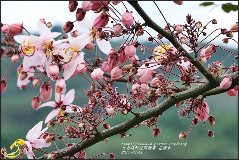 花旗木(桃紅陣雨樹)-2017-04-03.jpg