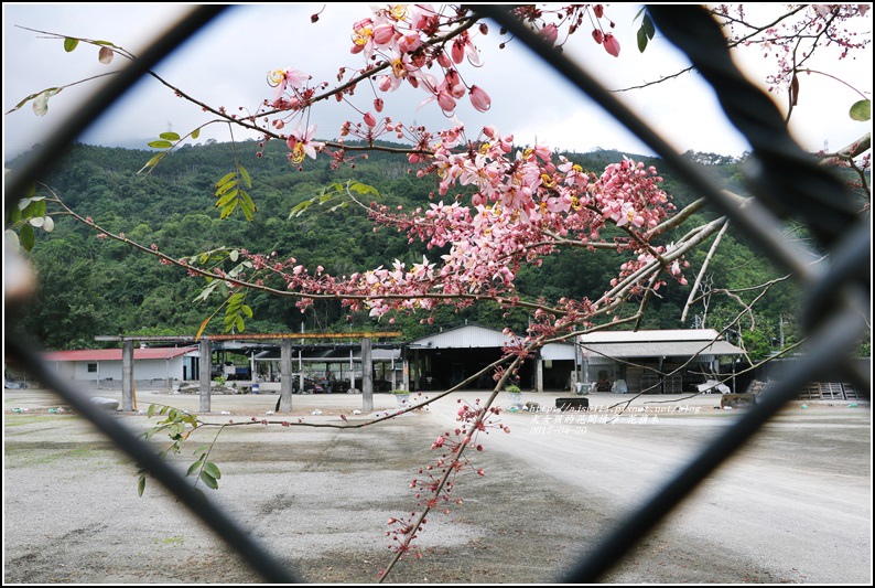 花旗木(桃紅陣雨樹)-2017-04-08.jpg