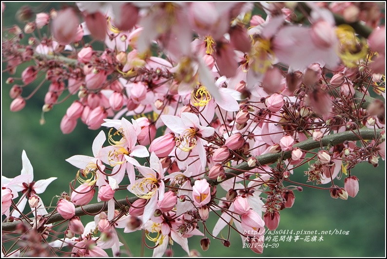 花旗木(桃紅陣雨樹)-2017-04-06.jpg