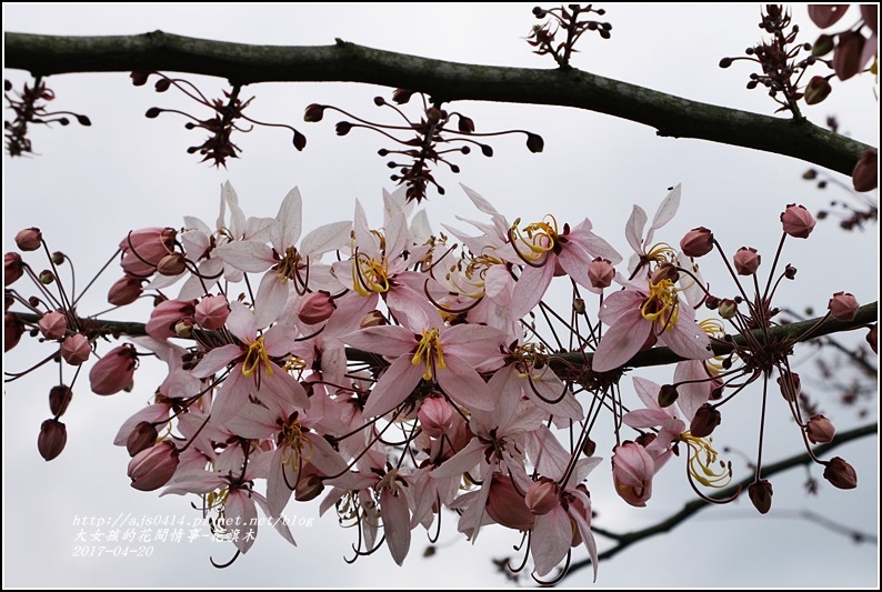 花旗木(桃紅陣雨樹)-2017-04-09.jpg