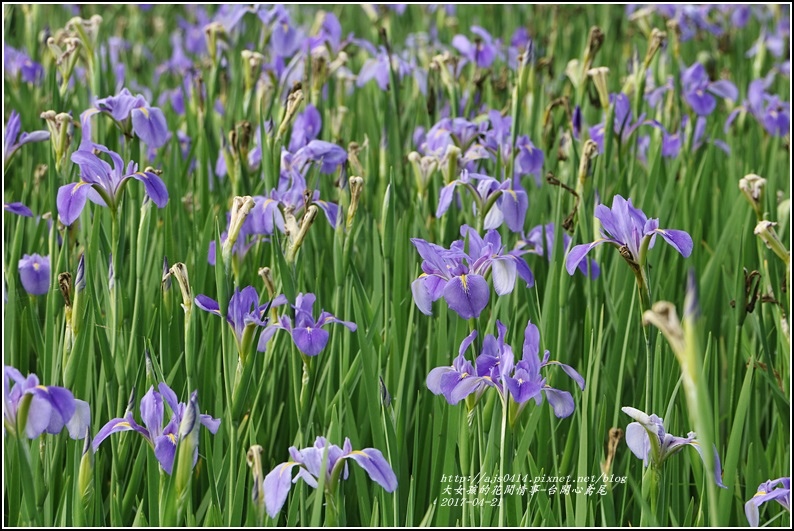 台開心農場鳶尾花-2017-04-02.jpg